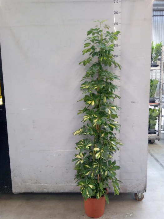 <h4>Schefflera arbor. 'Gold Capella'</h4>