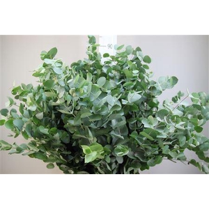 EUCA CINEREA 350GR ALBENGA