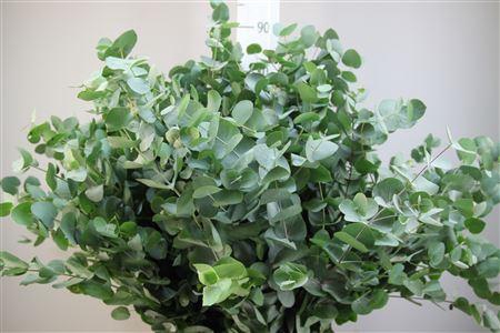 <h4>EUCA CINEREA 350GR ALBENGA</h4>