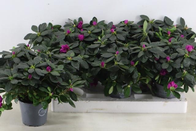 <h4>RHODO SI HIMALAYA</h4>