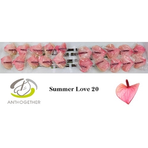 Anthurium Summer Love