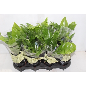 ASPLENIUM VARIADO P14