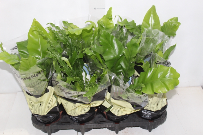 <h4>ASPLENIUM VARIADO P14</h4>