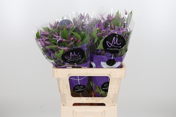 <h4>Clem Amazing Rome</h4>