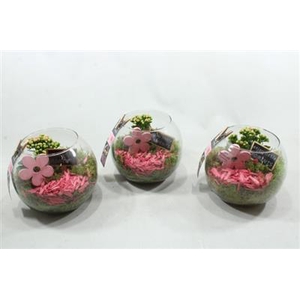 1479 ROZE BOLGLAASJE X3