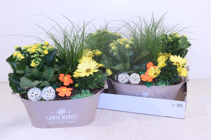 <h4>ARR TUINPLANTEN</h4>