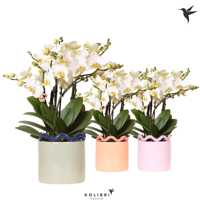 <h4>Kolibri Orchids Phalaenopsis Blossom Lausanne 6 spike in Funky pot mix</h4>