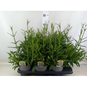 Verbena bonariensis