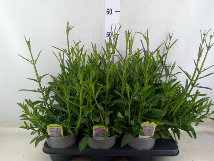 <h4>Verbena bonariensis</h4>