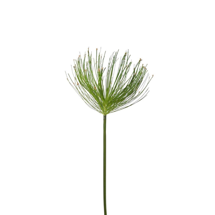 <h4>Artificial flowers Papyrus 102cm</h4>