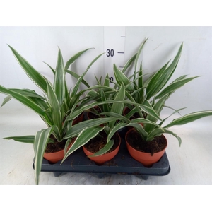 Dracaena frag. 'Compacta'