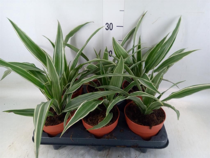 <h4>Dracaena frag. 'Compacta'</h4>