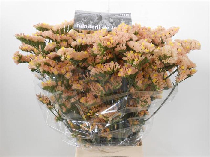 <h4>Statice Honey Apricot Tuinderij de Jong</h4>