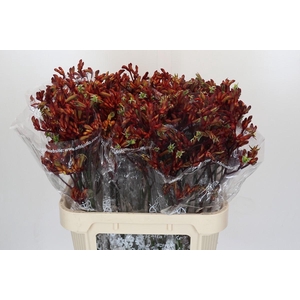 Anigozanthos Early Spring Indoor