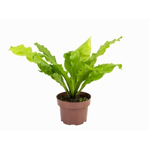 ASPLENIUM NIDUS P17