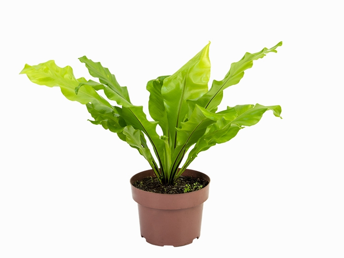 <h4>ASPLENIUM NIDUS P17</h4>