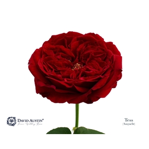Rosa GR 'David Austin Tess'