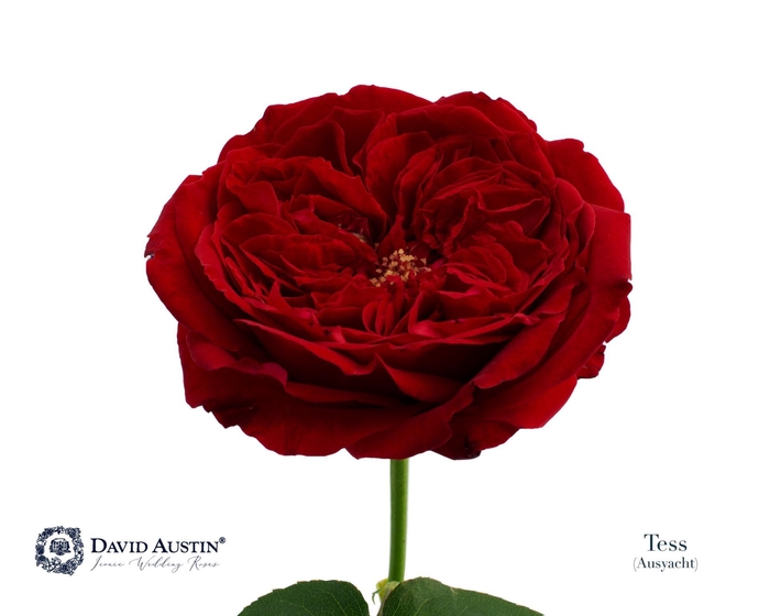 <h4>Rosa GR 'David Austin Tess'</h4>