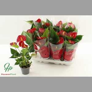 ANTHU AN SUCCESS RED