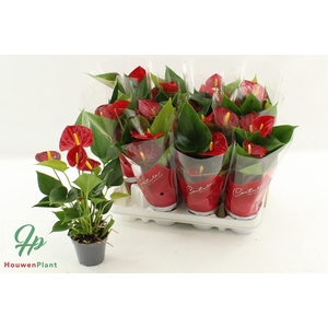 ANTHU AN SUCCESS RED