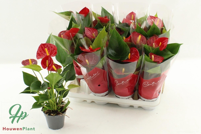 <h4>ANTHU AN SUCCESS RED</h4>