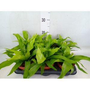 Asplenium antiquum