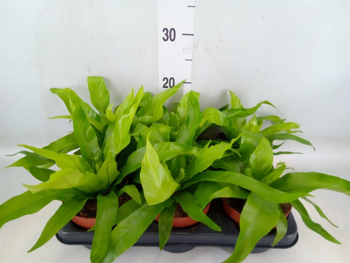 <h4>Asplenium antiquum</h4>