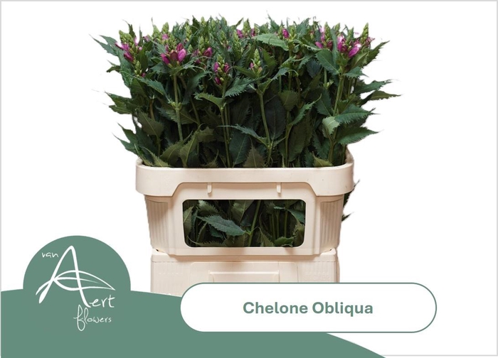 <h4>CHEL OBLIQUA</h4>