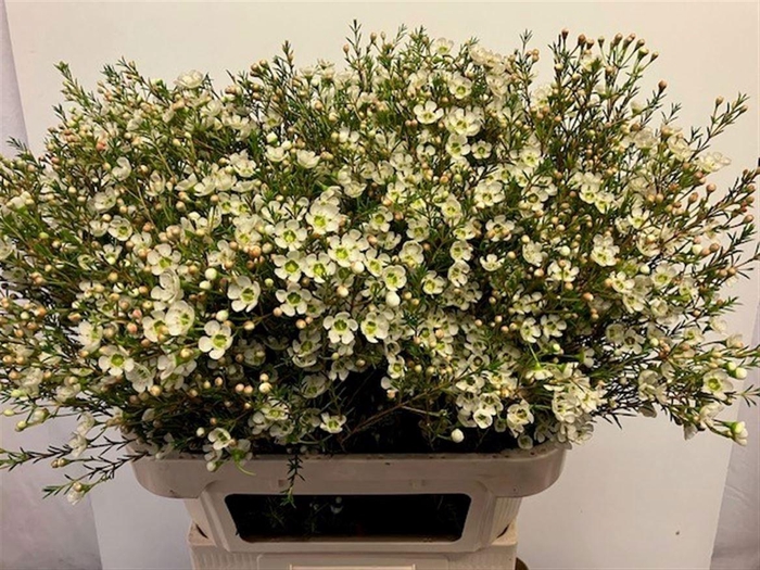 <h4>CHAME ME SIRIUS</h4>