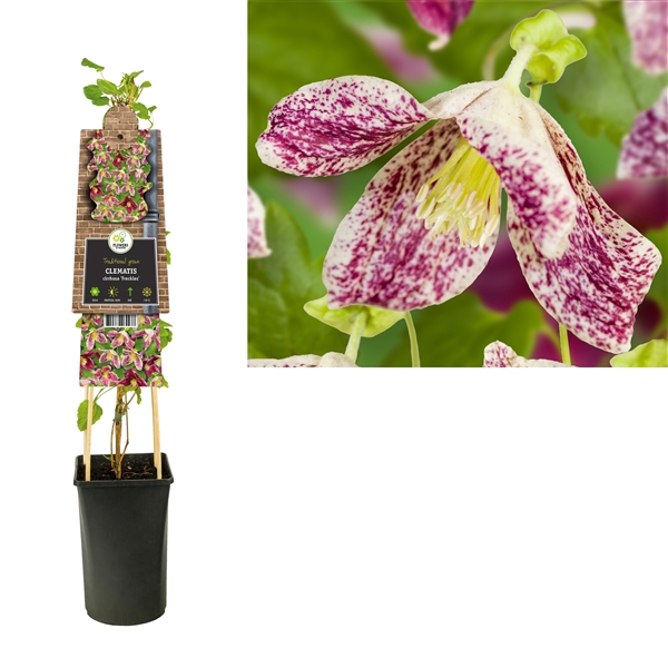 <h4>Clematis cirrhosa 'Freckles' +3.0 label</h4>