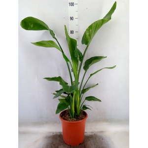 Strelitzia nicolai