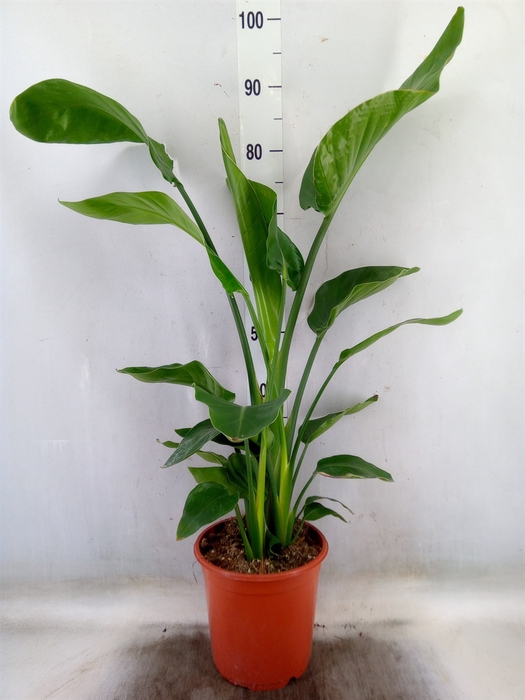 <h4>Strelitzia nicolai</h4>