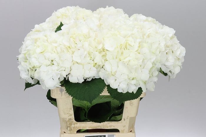 <h4>Hyd Verena White</h4>