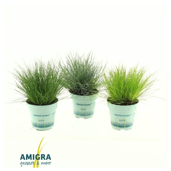 <h4>Siergrassen Mix 10,5cm</h4>
