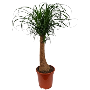 Beaucarnea 21 cm
