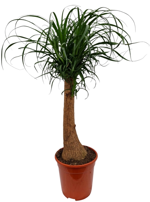 <h4>Beaucarnea 21 cm</h4>