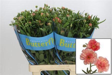 <h4>Ranunculus Butterfly Eris</h4>