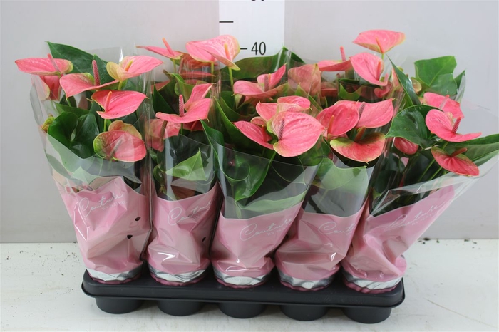 <h4>Anth An Roze</h4>