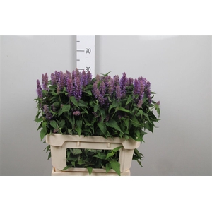 Agastache Ov