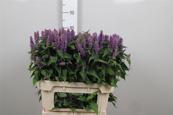 <h4>Agastache Ov</h4>