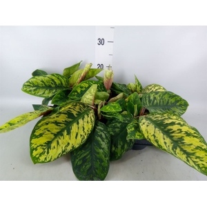 Homalomena rubescens 'Maggy'