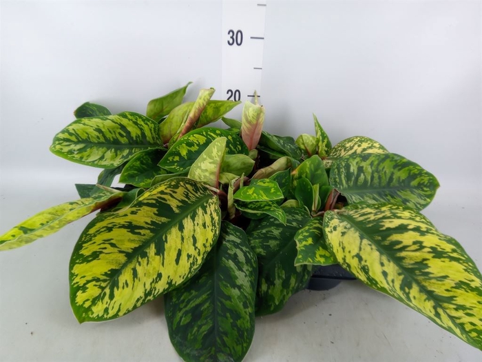<h4>Homalomena rubescens 'Maggy'</h4>
