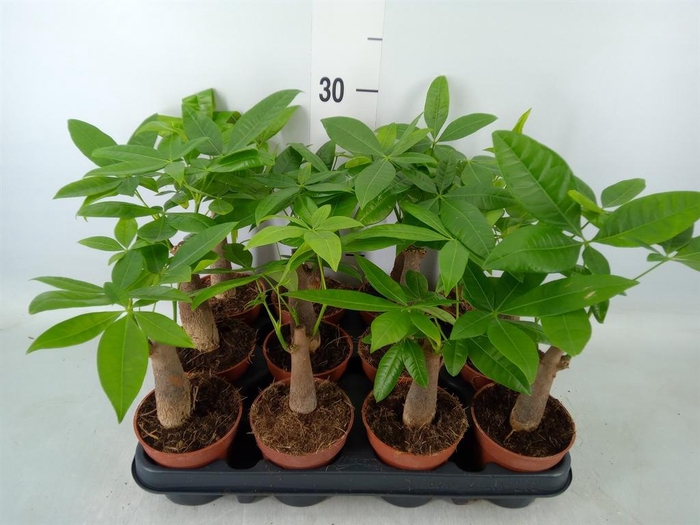 <h4>Pachira aquatica</h4>