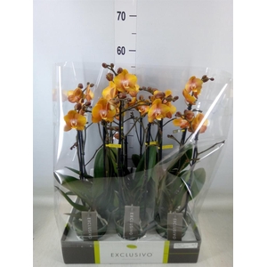 Phalaenopsis multi. 'Ant Las Vegas'