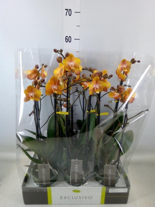 <h4>Phalaenopsis multi. 'Ant Las Vegas'</h4>