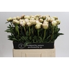 Paeonia Odile