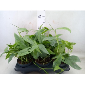 Epipremnum pinn. 'Cebu Blue'