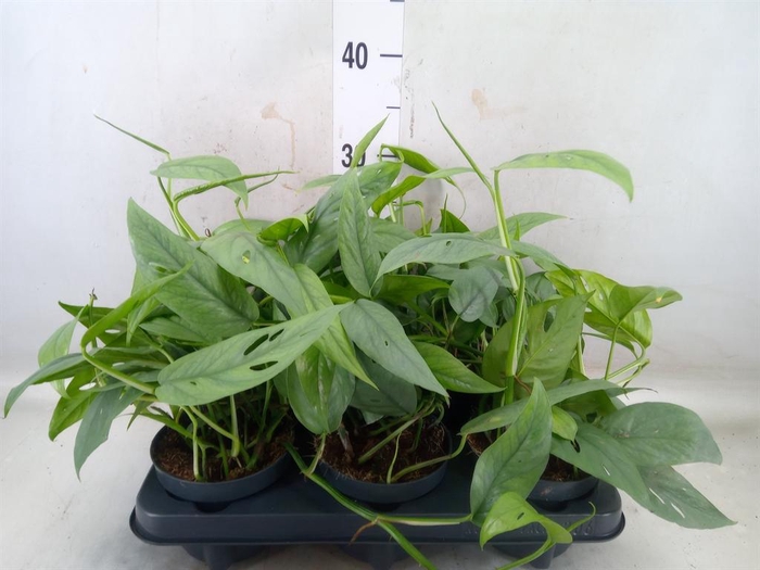 <h4>Epipremnum pinn. 'Cebu Blue'</h4>