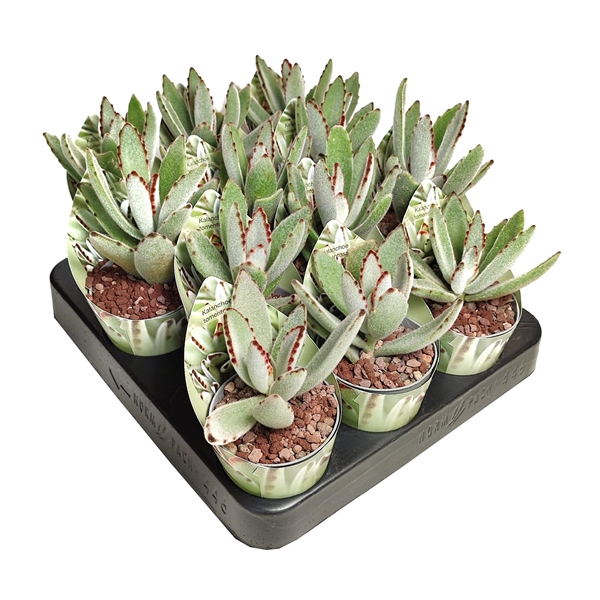 <h4>KALANCHOE TOMENTOSA - POT Ø 6,5 WITH POTCOVER (SUCCULENTEN)</h4>