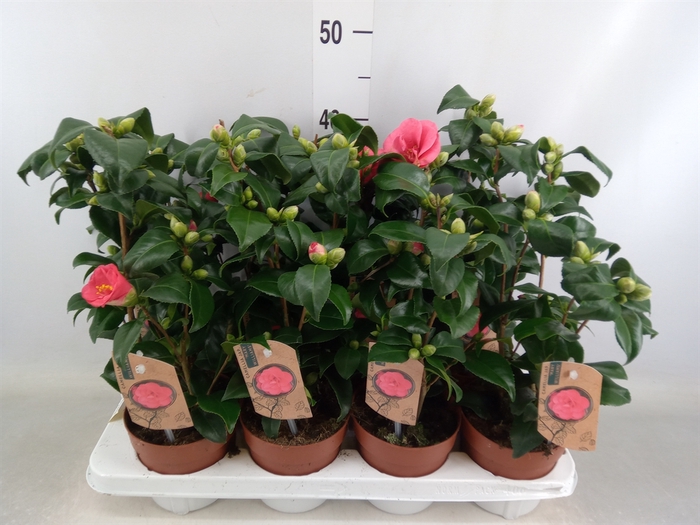 <h4>Camellia reticulata 'Mary Williams'</h4>